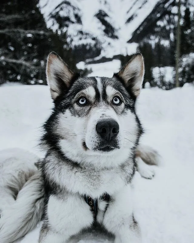 So I want you all to meet Hugo. He is a snow dog that worked as a stunt double for Togo in the Disney movie Togo. I was lucky enough to have a once in a lifetime experience to dog sled with these amazing animals!! I&rsquo;m not gonna lie, I was terri