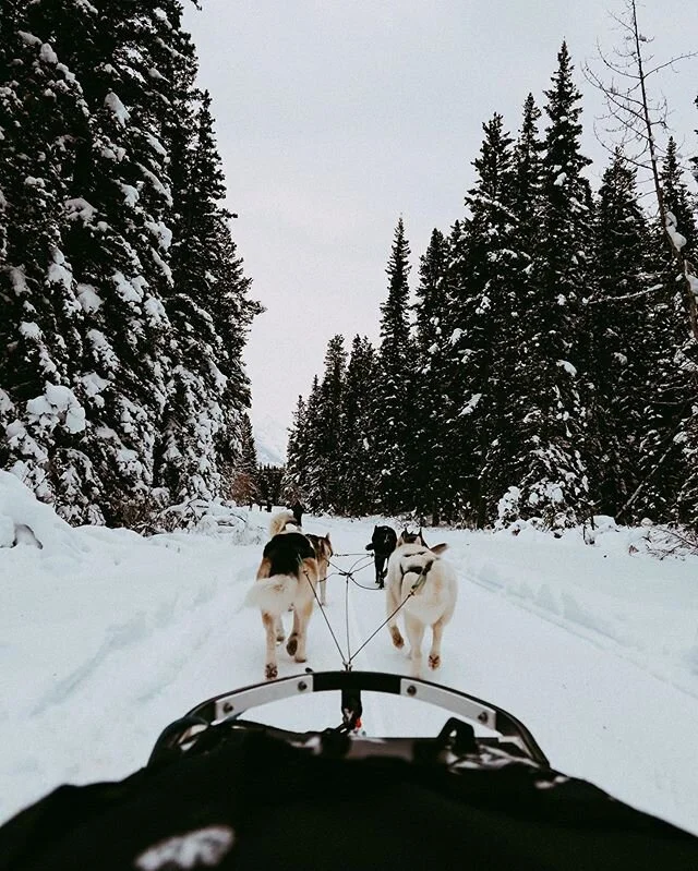 This past week I&rsquo;ve taken a small step back from social media. I kinda needed just a mental break. In that break I was reminiscing about my time in Alberta dog sledding with these spectacular animals! It got me thinking, after what happened to 