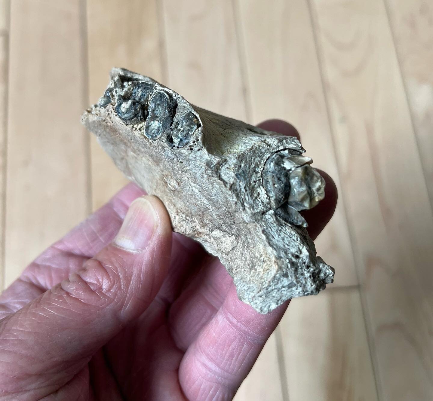 Not all dinosaurs are large. This is part of a maxilla from a very rare and rather small dinosaur called Leptoceratops. This ceratopsian dinosaur lived in the late Cretaceous (66-68 million years ago) of North America. Leptoceratops was around 2 mete