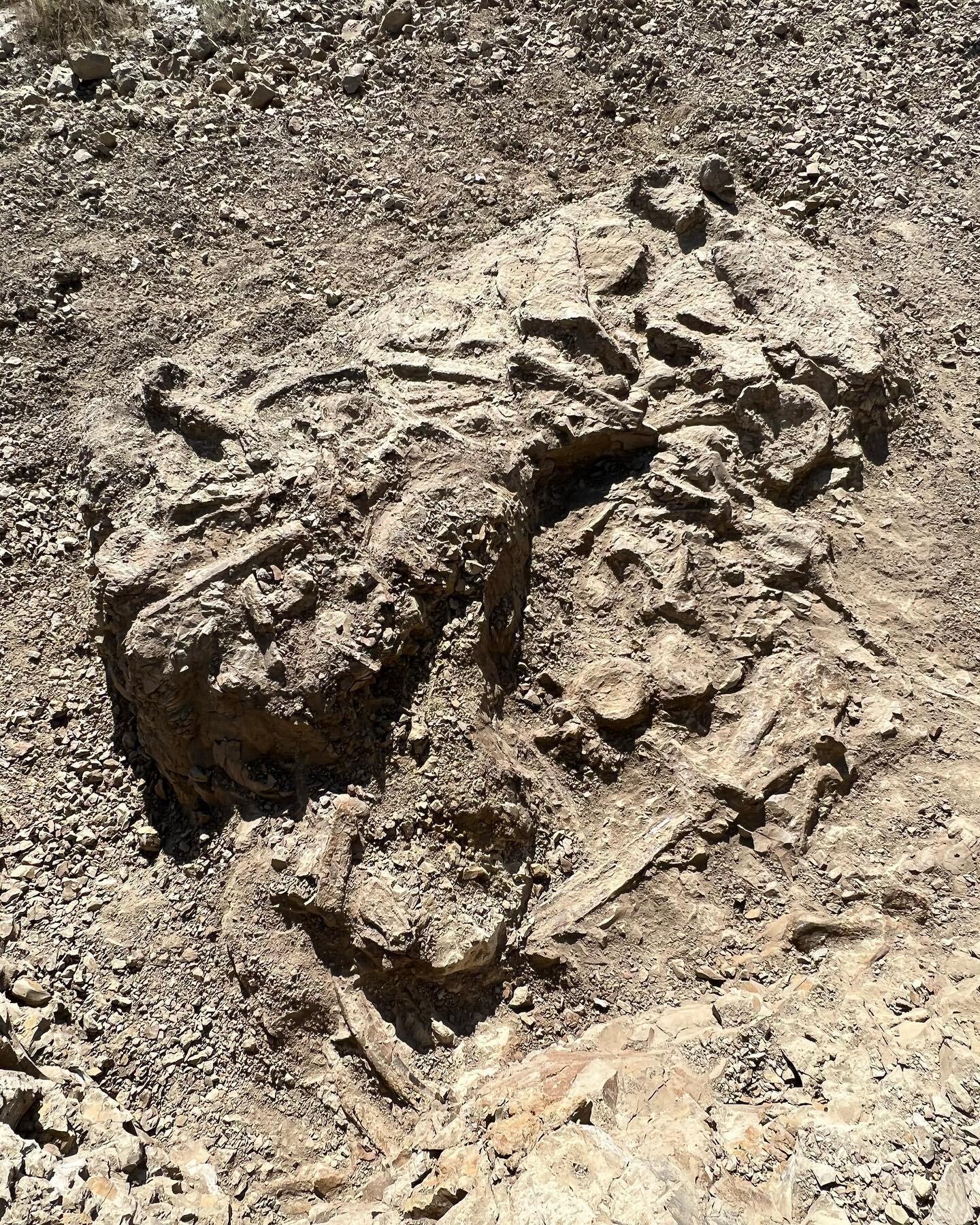 Triceratops anyone? Just a few pictures of my latest excavation. The site shows promise with elements of the skull and multiple vertebrae and ribs present. I&rsquo;m bringing in a backhoe tomorrow to expand the site and hopefully find more of the spe
