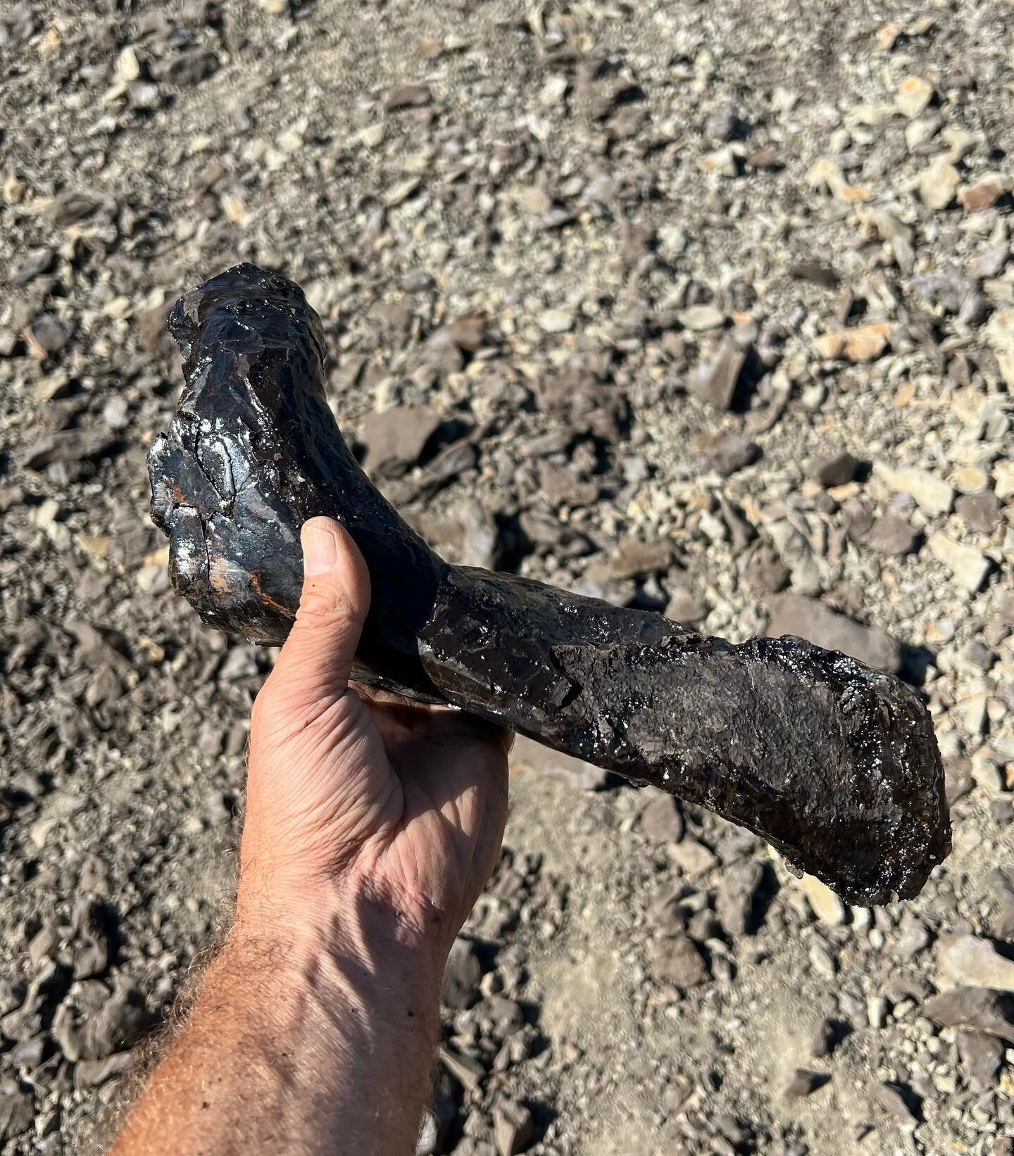 It takes a long time to become a young fossil. This is a 67-68 million year old juvenile triceratops skull that I excavated this summer. The lower jaws are approximately 32 cm long and the specimen contains a complete set of frill and other elements 