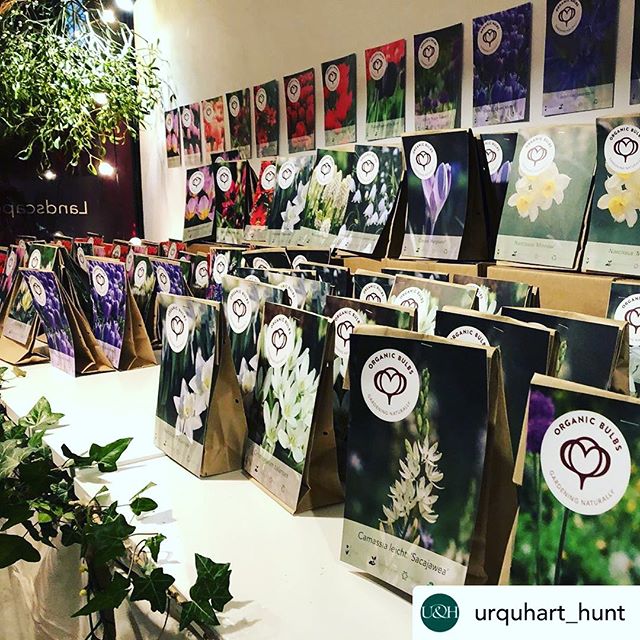 Thank you all for coming to our Christmassy evening in Bruton; it was great to show off our Organic Bulbs and share hot cider under the Mistletoe. Lots of sales and lots of Christmas Cheer ✨ With love from Urquhart &amp; Hunt and Team Organic Bulbs x