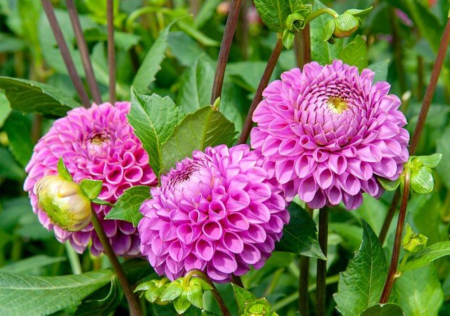 Beautiful Organic Dahlia Tubers