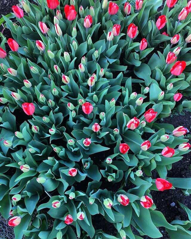 Tulip &lsquo;Red impression&rsquo; 
We&rsquo;ve planted our organic range in our gardens and will be sharing with you some spring inspiration in the following weeks.