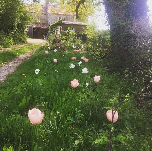 It&rsquo;s been a wonderful spring for flowering bulbs.  Here&rsquo;s tulip &lsquo;Salmon Van Ejik&rsquo; and Narcissus &lsquo;Tresamble&rsquo; gently coming up through the wildflowers on the edge of a quiet Somerset track.  #naturalisingbulbs #natur