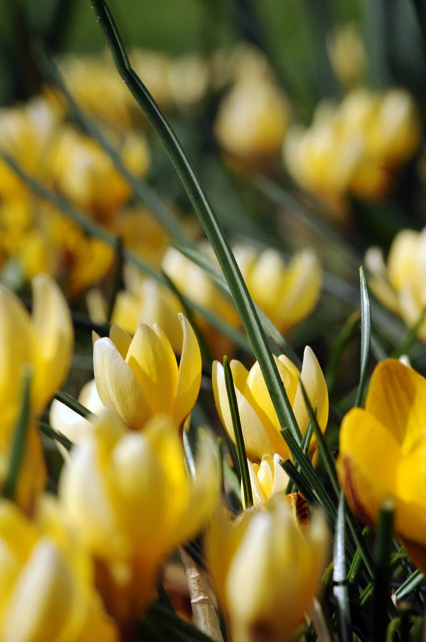 Crocus chr. 'Romance' — ORGANIC BULBS