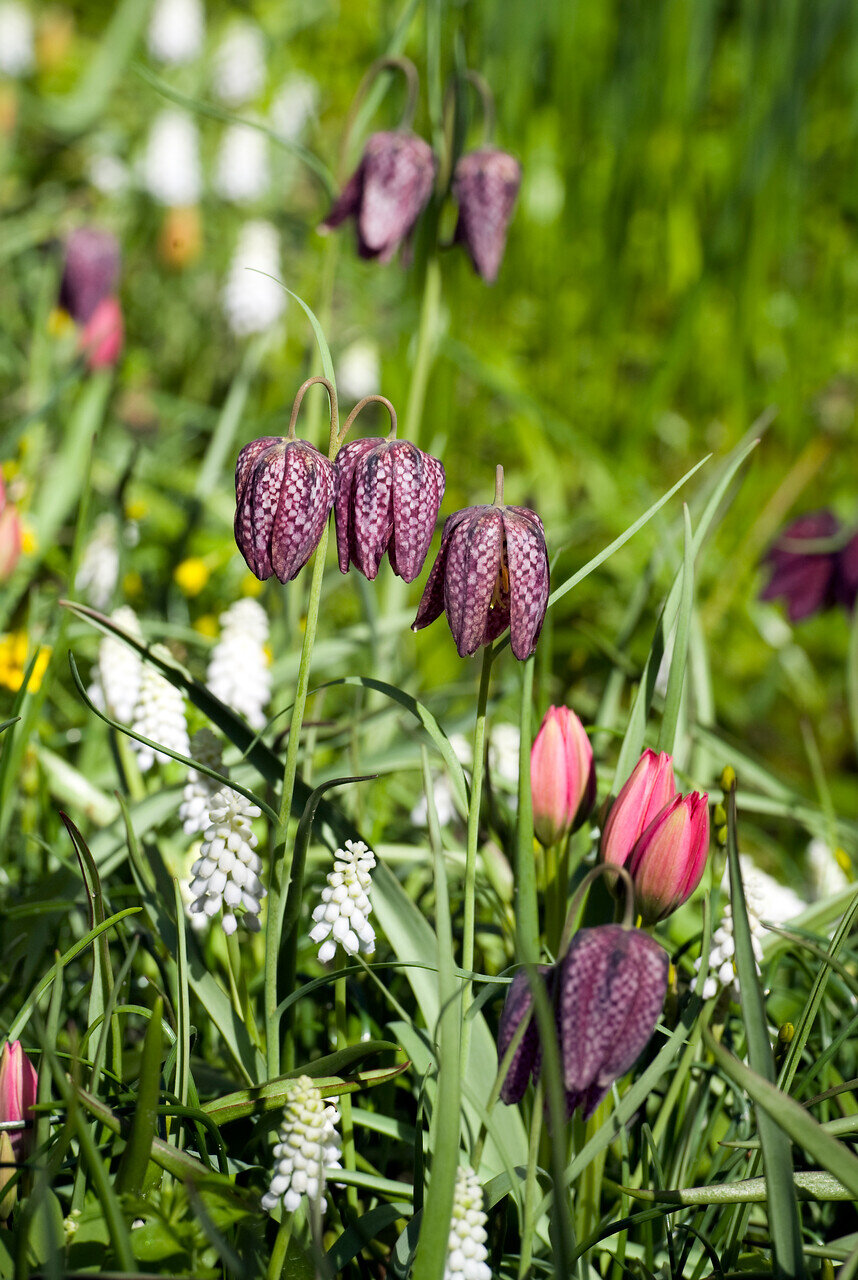 Fritillaria 'meleagris' — ORGANIC BULBS