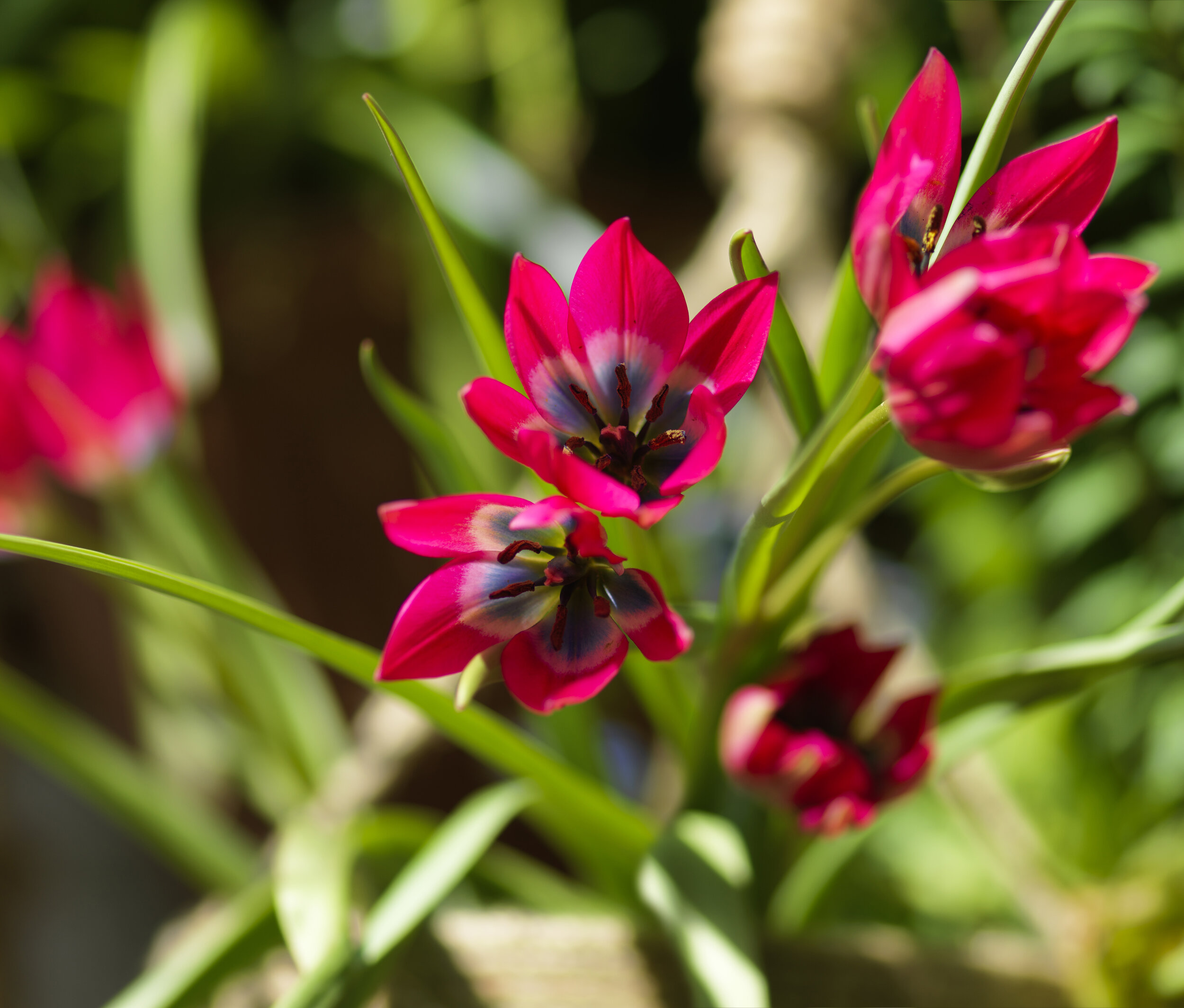 Tulipa humilis 'Little Beauty'