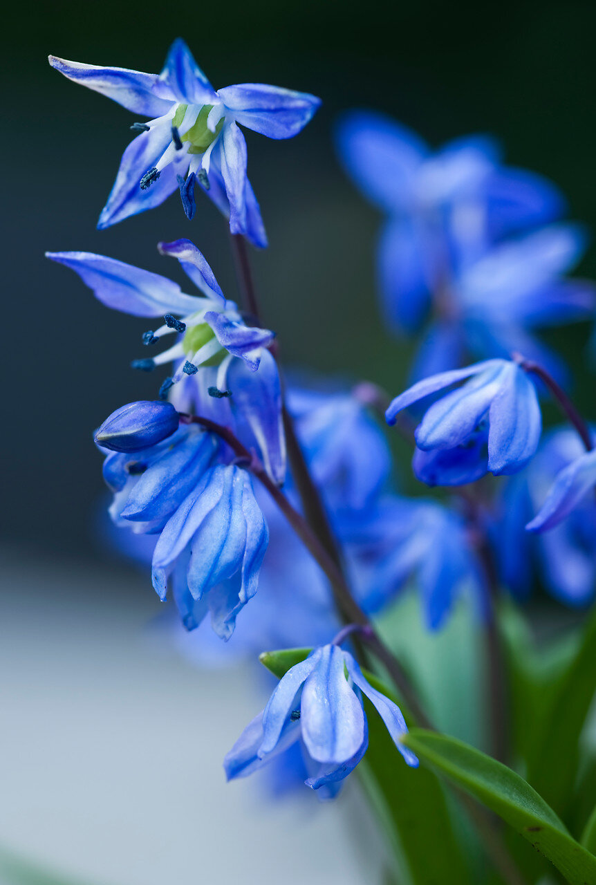 Scilla siberica