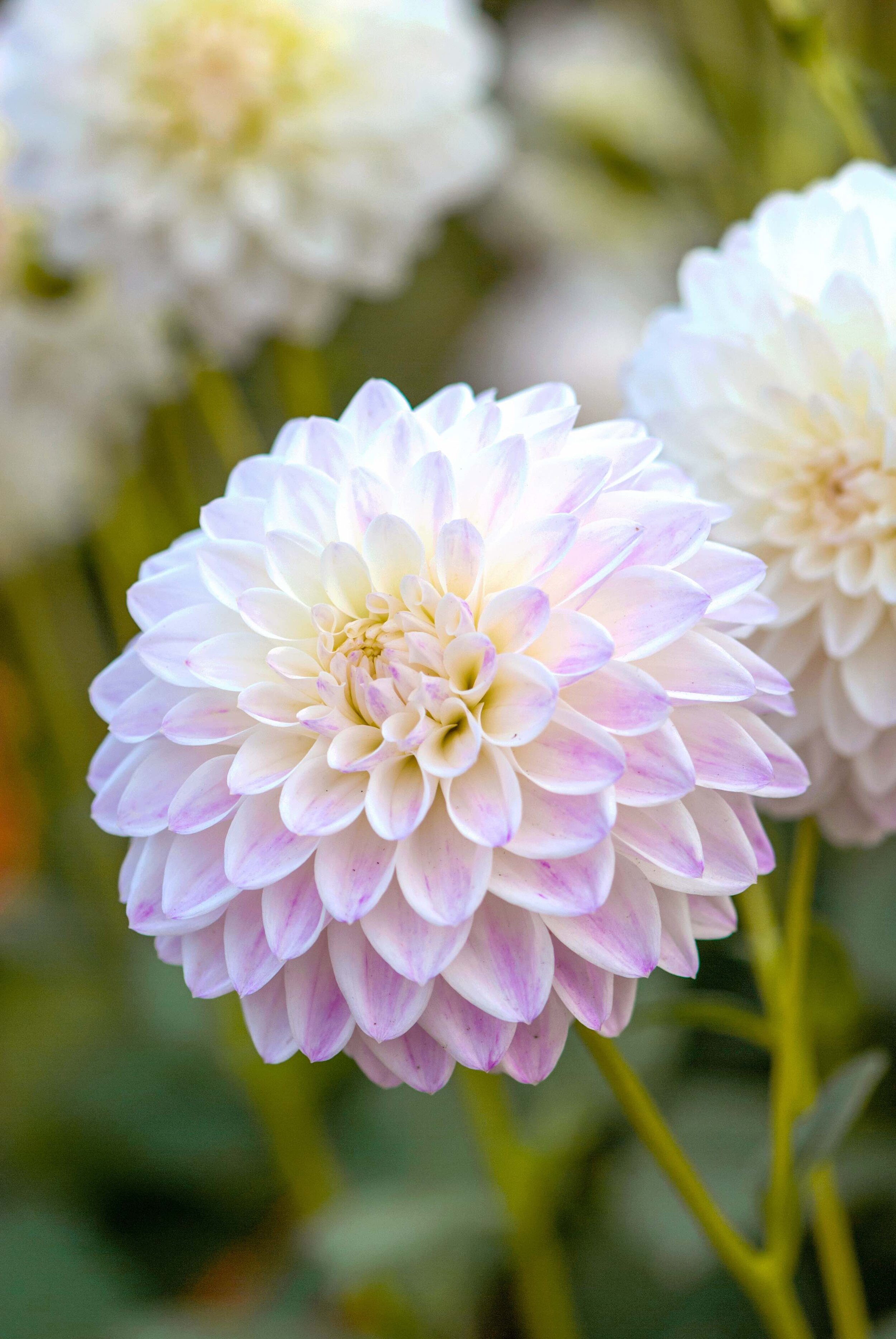 Dahlia 'Wittem' — ORGANIC BULBS