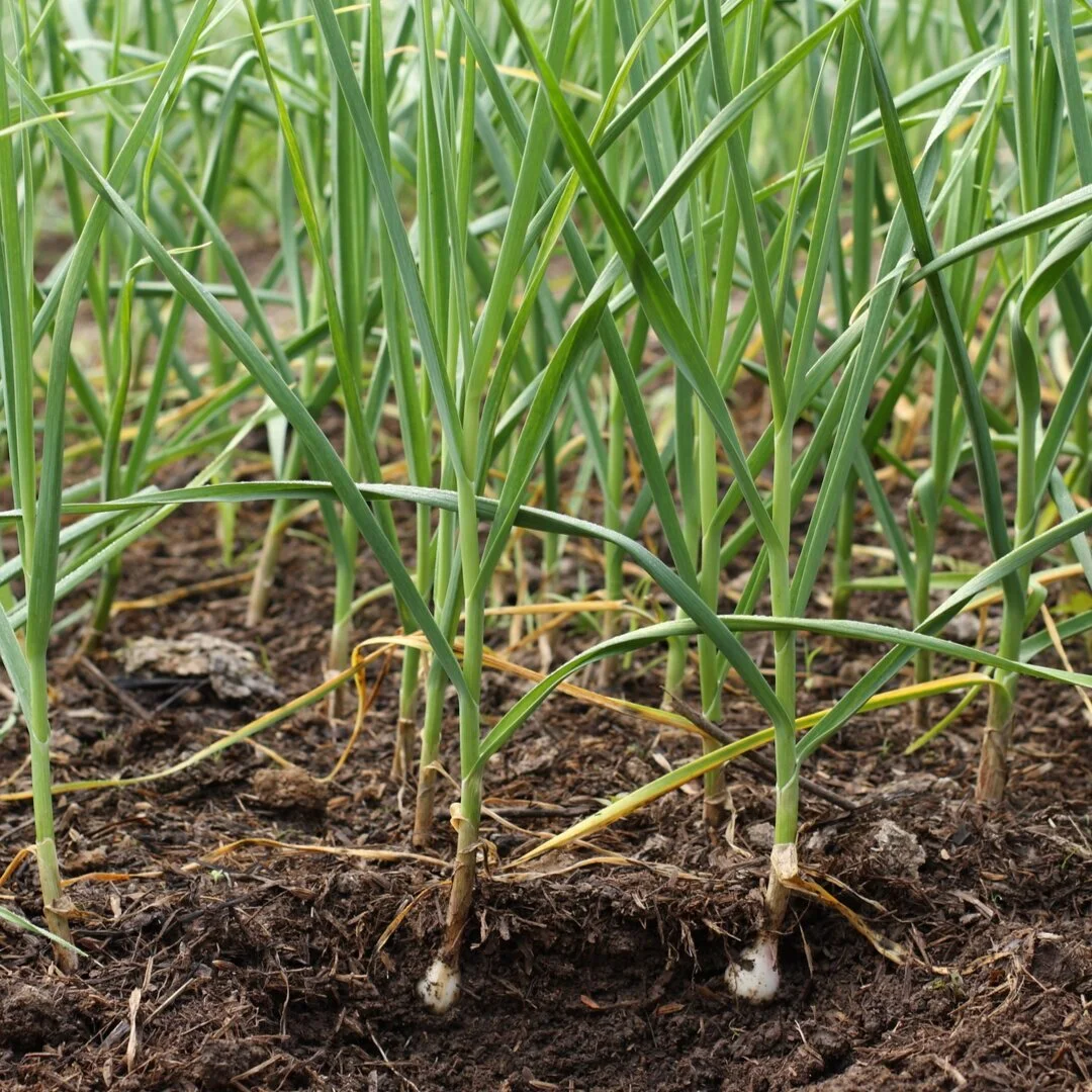 Edible Bulbs ORGANIC BULBS