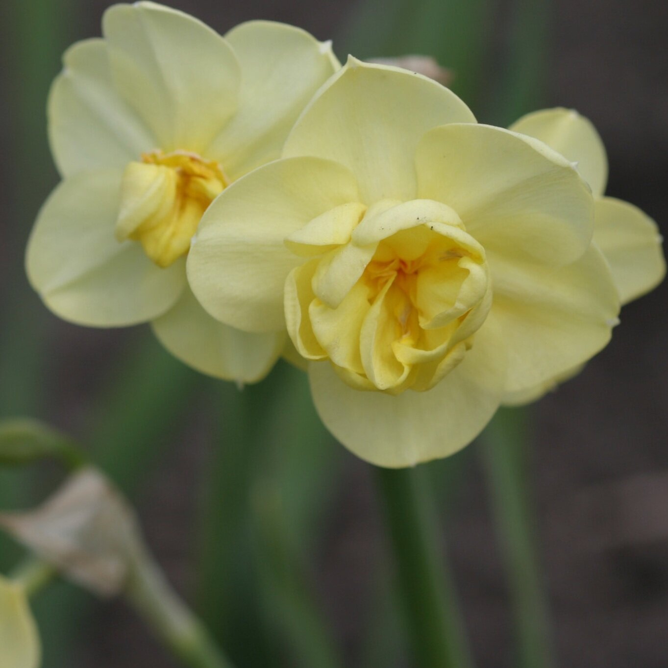 Narcissus Yellow Cheerfulness Organic Bulbs