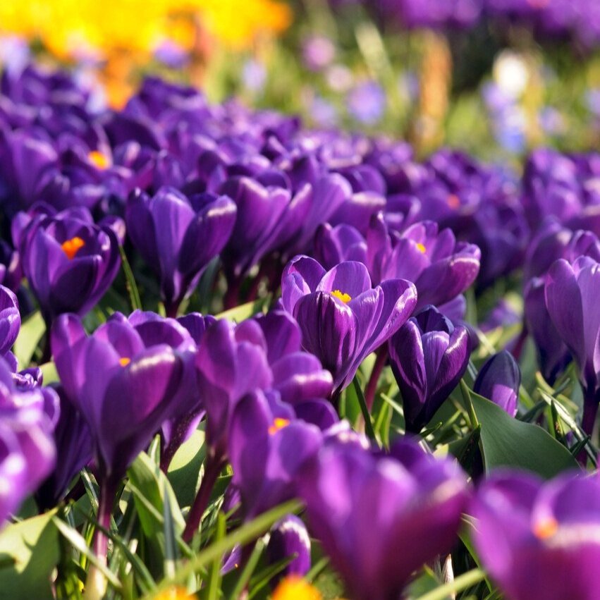 Crocus 'Flower Record'