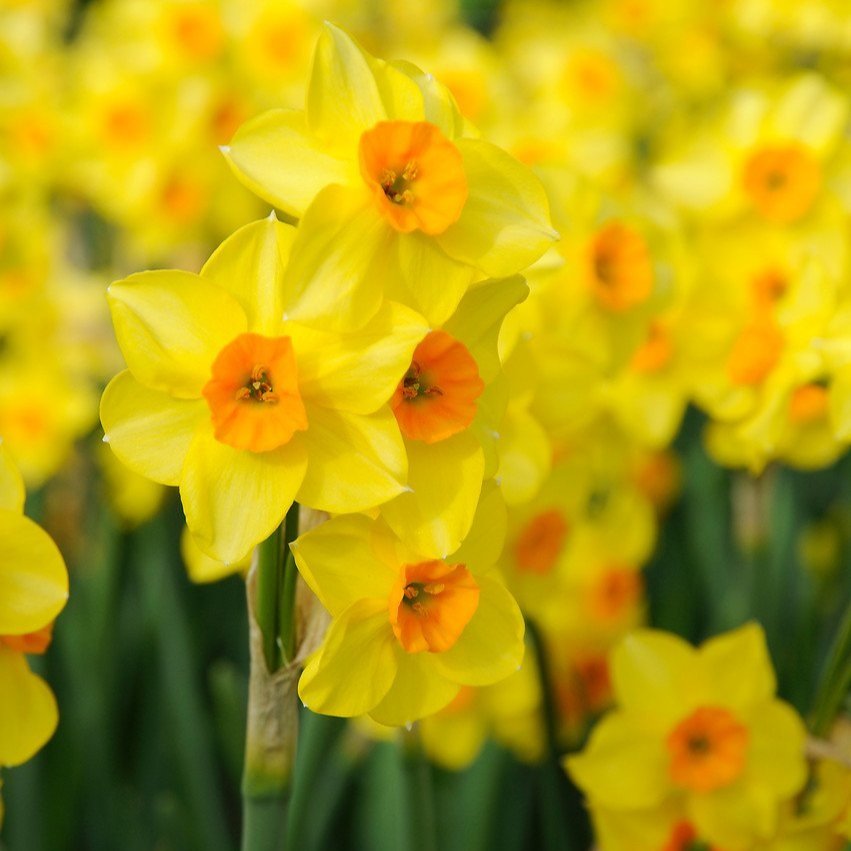 Narcissus 'Martinette'