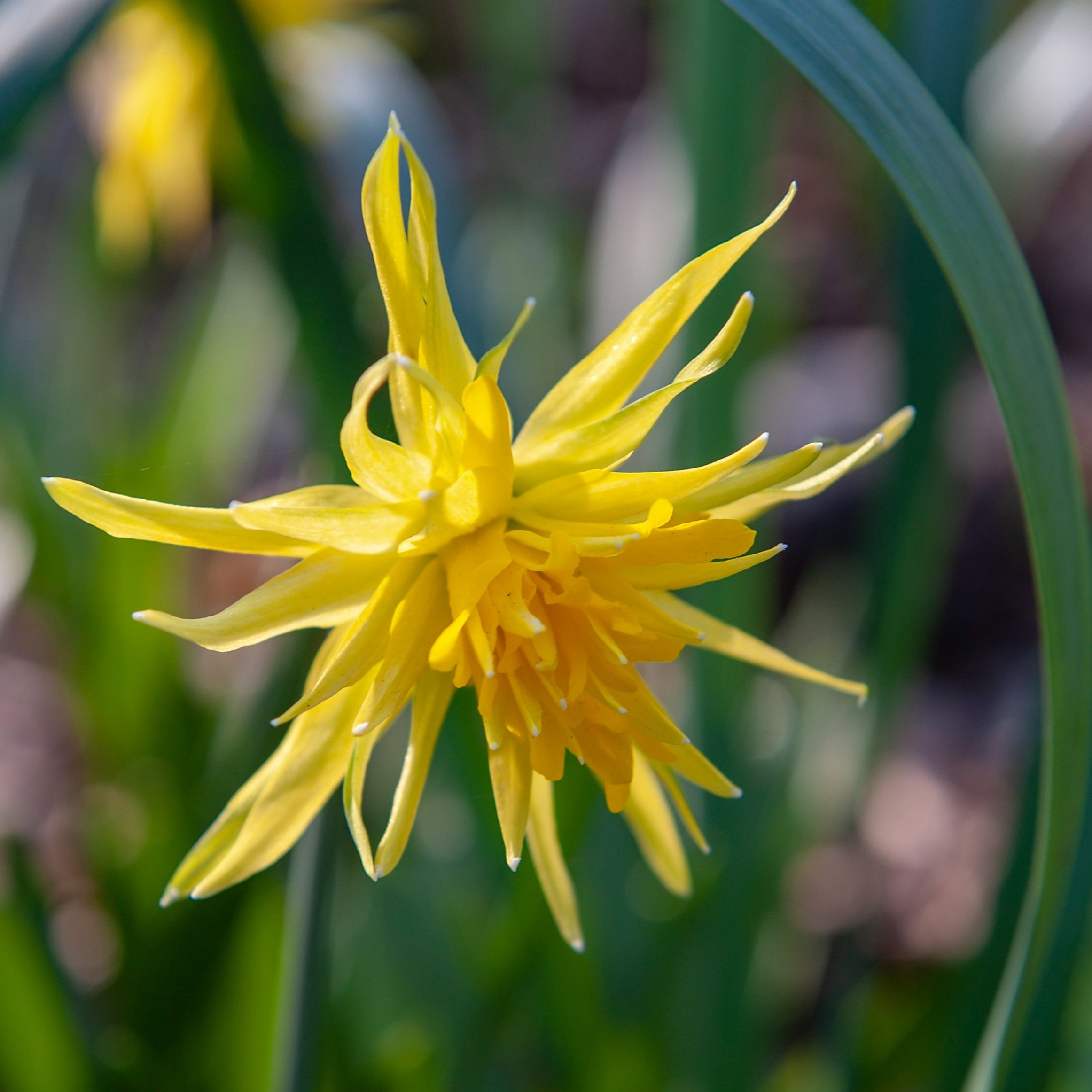 Narcissus 'Rip-van-Winkle'