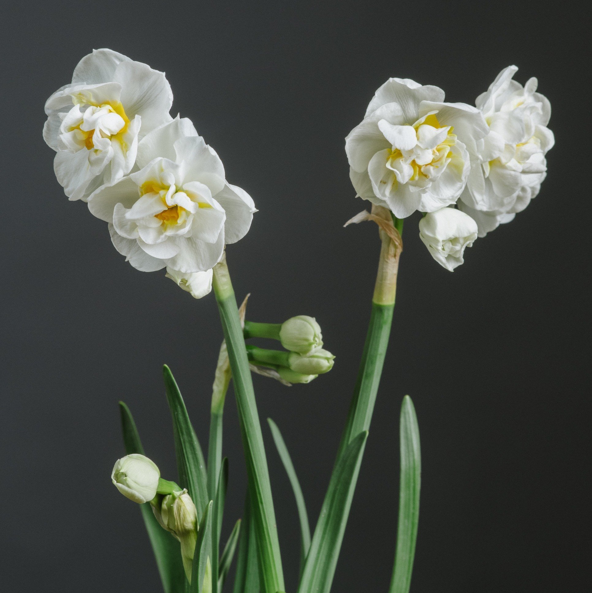 Narcissus 'Bridal Crown'