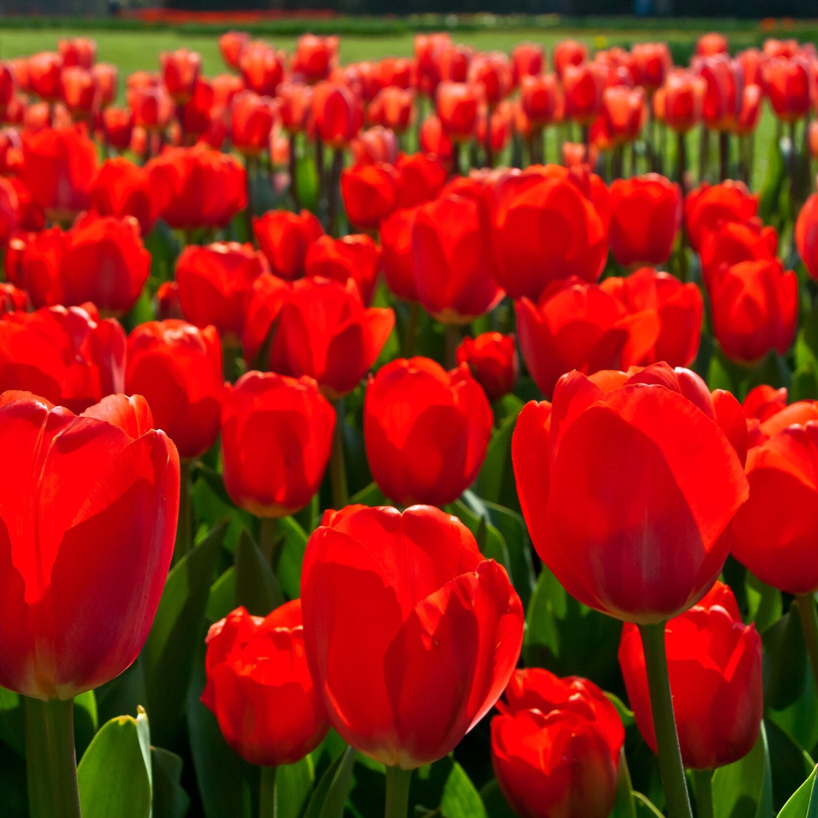 Tulipa 'Red impression'