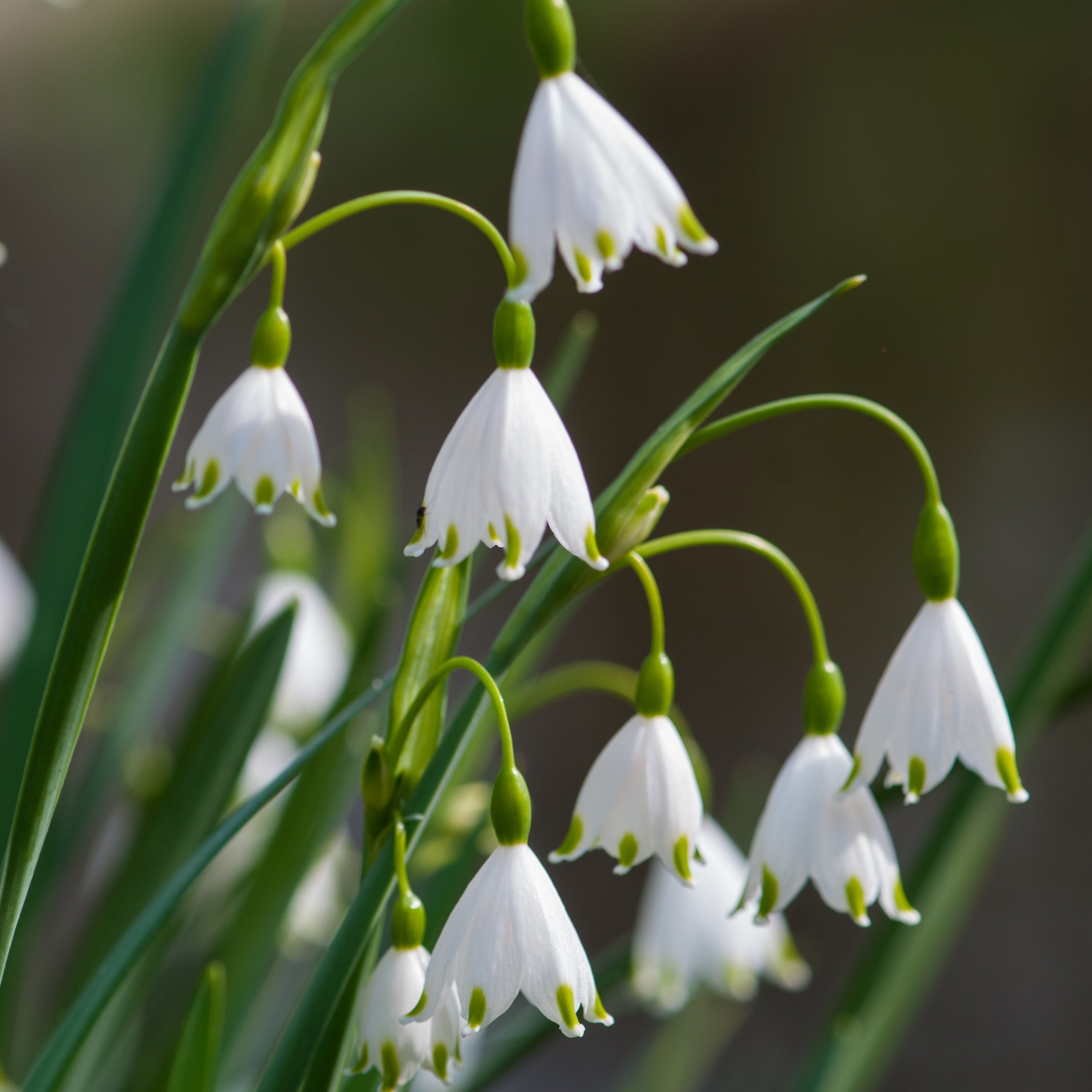 Leucojum aestivum 'Gravetye Giant'