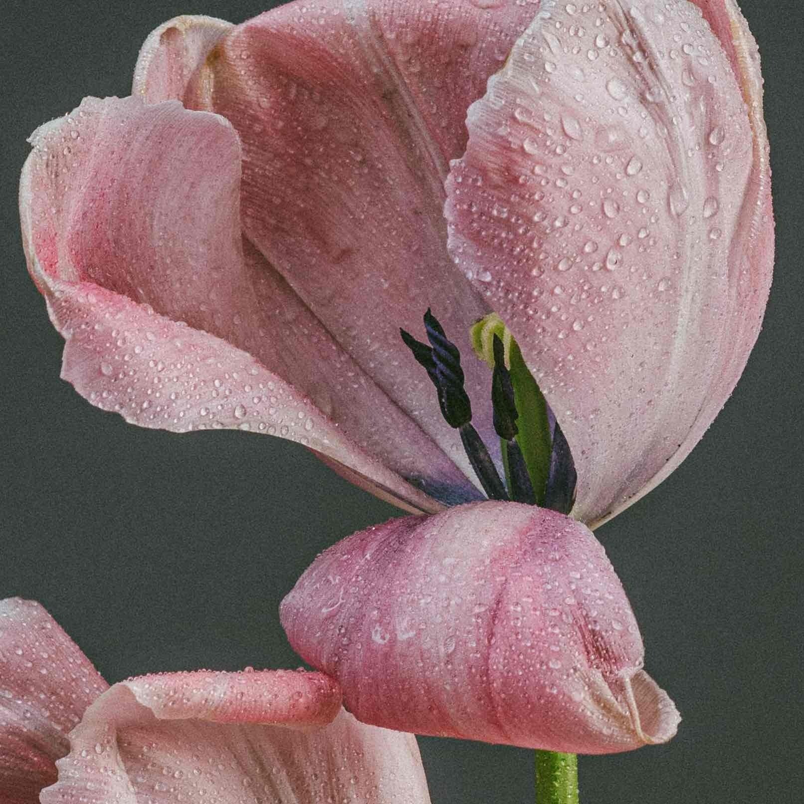 Tulipa 'Salmon Impression' - Darwin hybrid