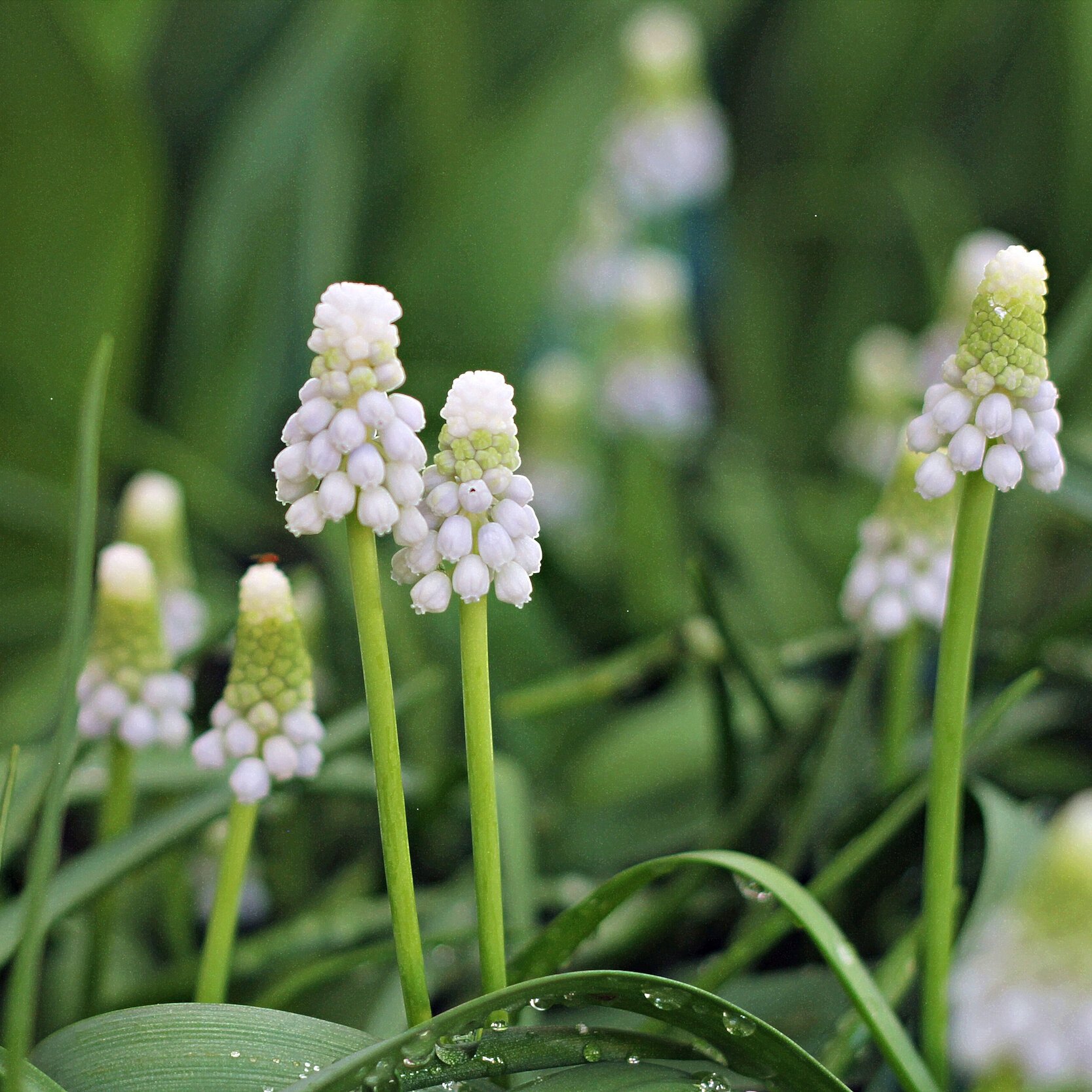 Muscari botryoides Album