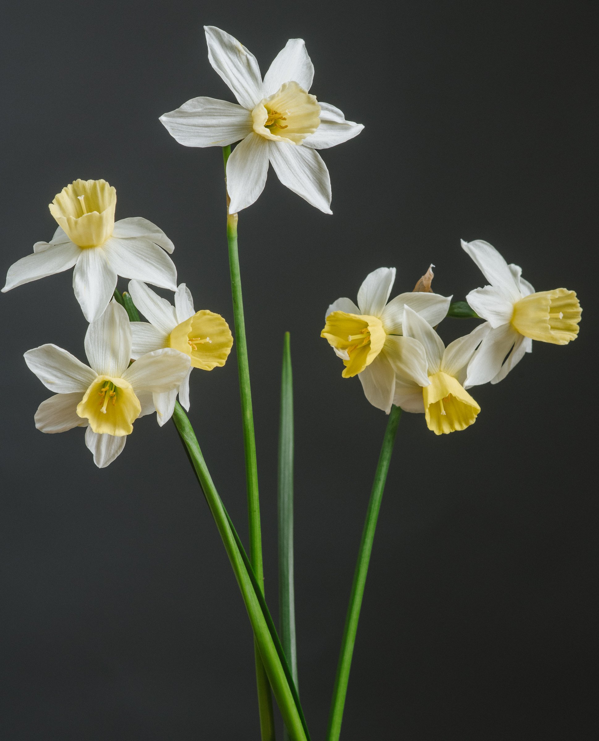 Narcissus 'Sailboat'