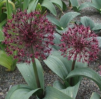 Allium karataviense 'Red Giant Star'