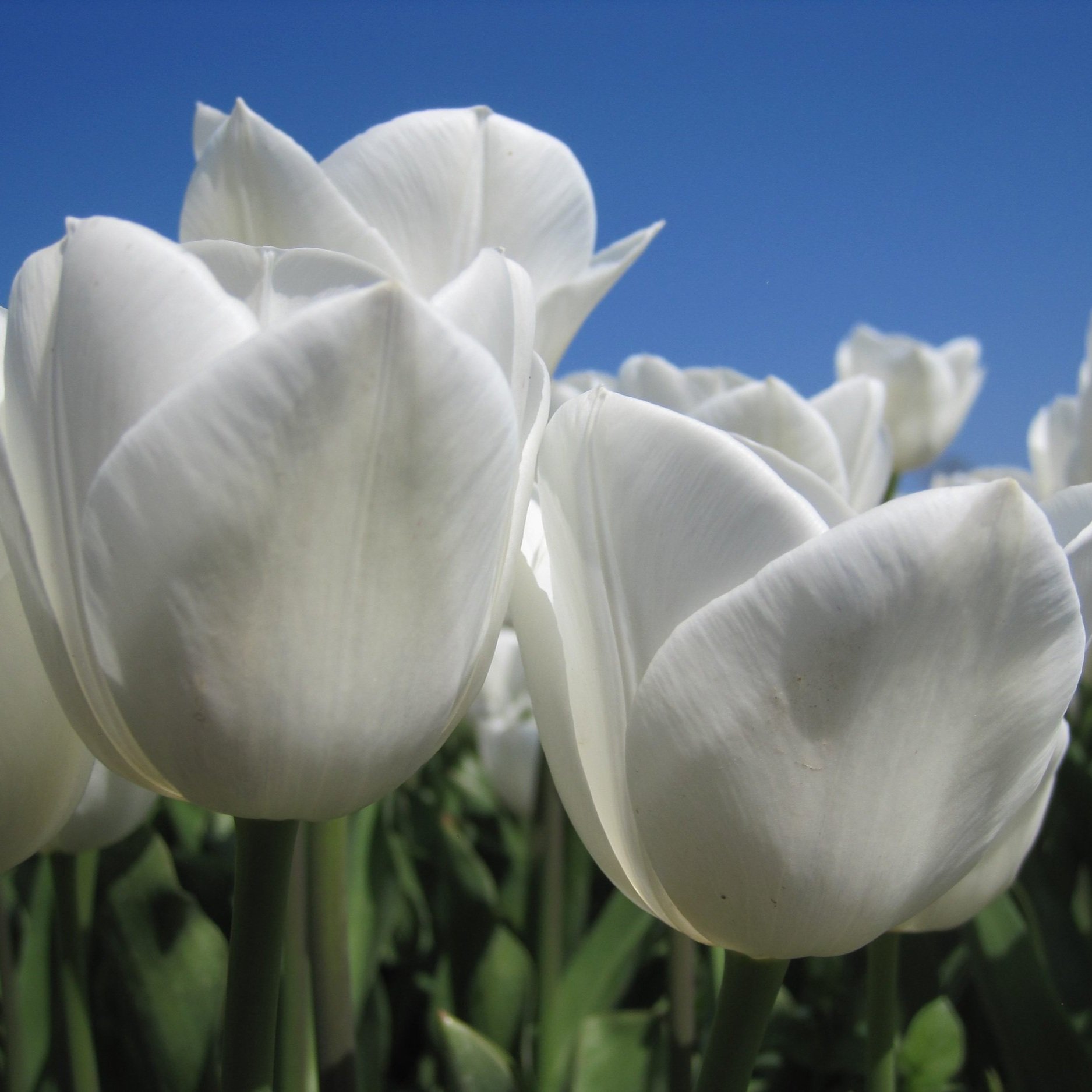 Tulipa 'Royal Virgin'