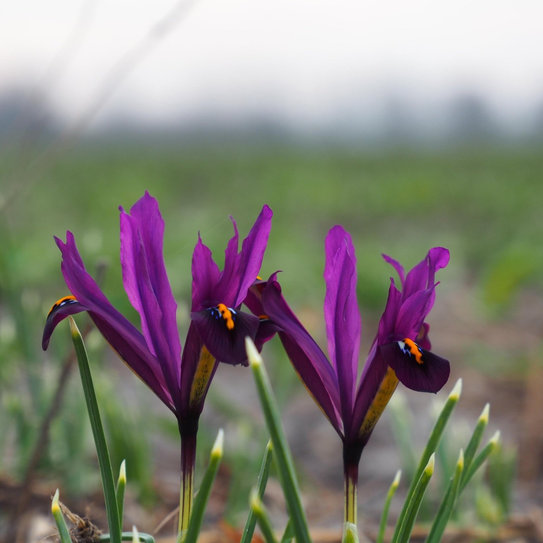 Iris reticulata 'St Dijt'
