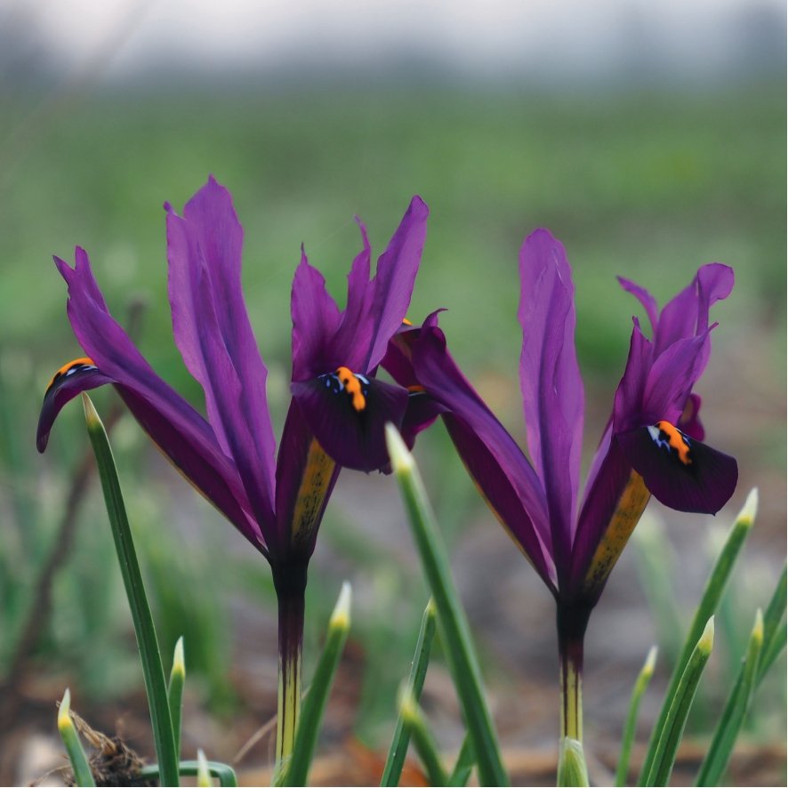 Iris reticulata 'J.S Dijt'