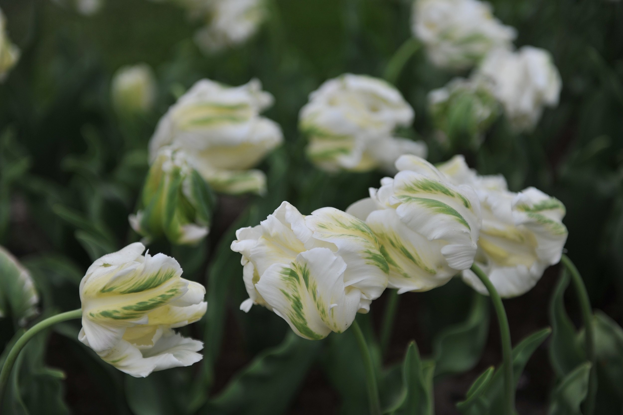 Tulipa 'White Rebel'