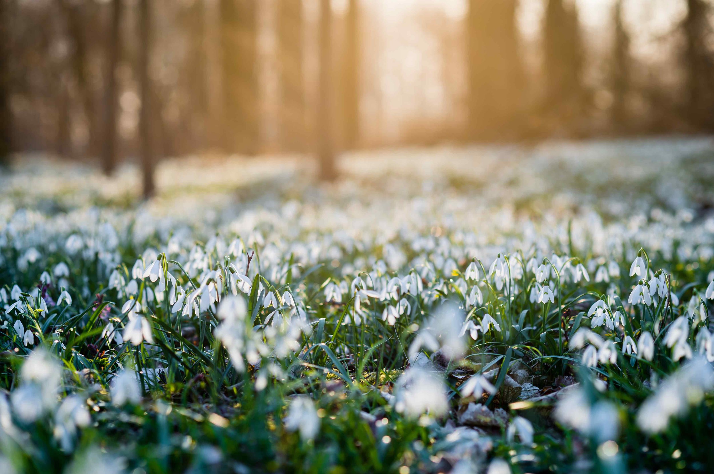 Snowdrop carpet naturalistic copy.jpg