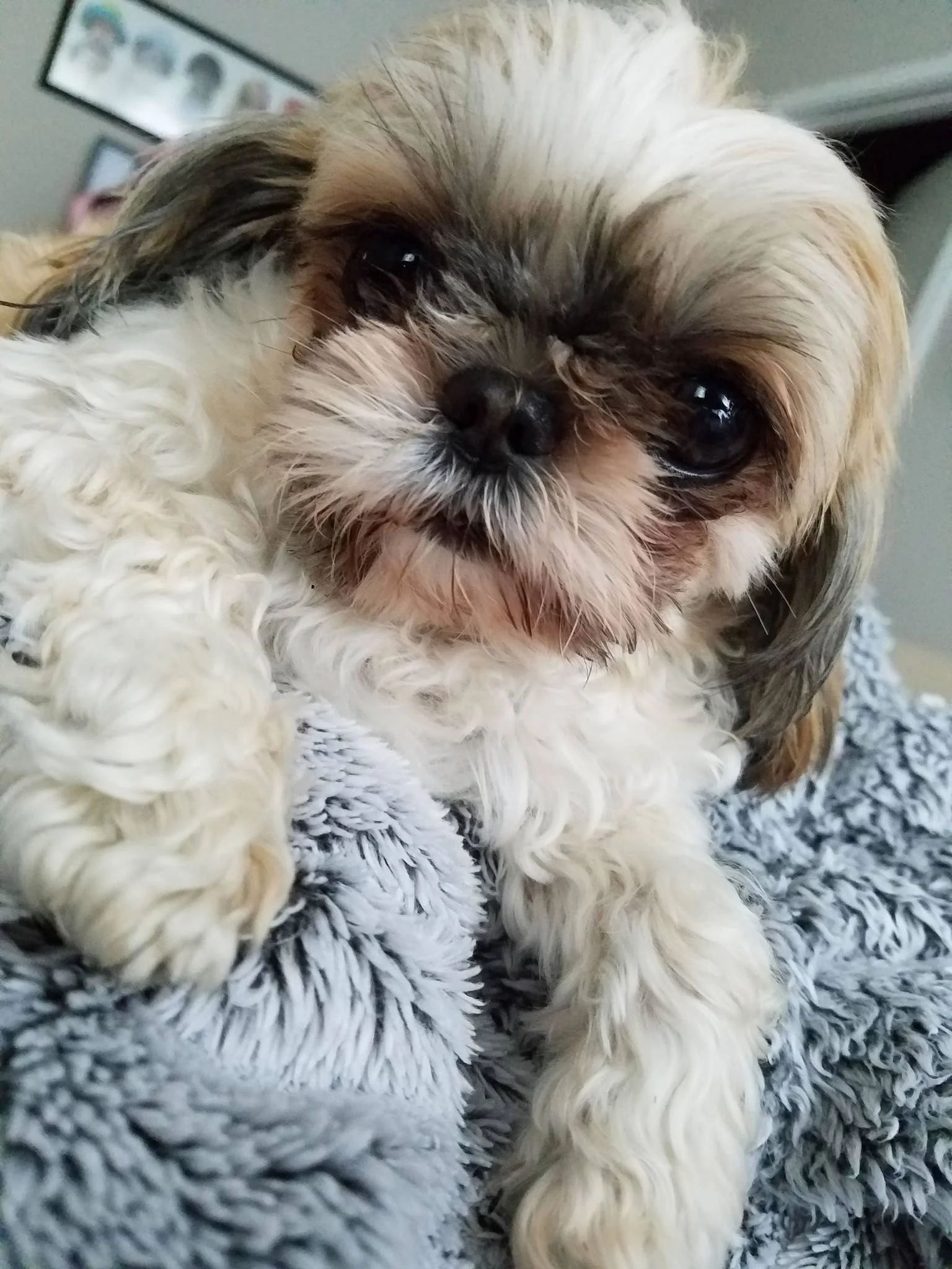 There come a time when all sweet fur babies must make that journey over the rainbow bridge. And that unfortunate day came today for our sweet little Lilah. We had each other for 14 glorious years. She died suddenly in my arms this evening. See you on