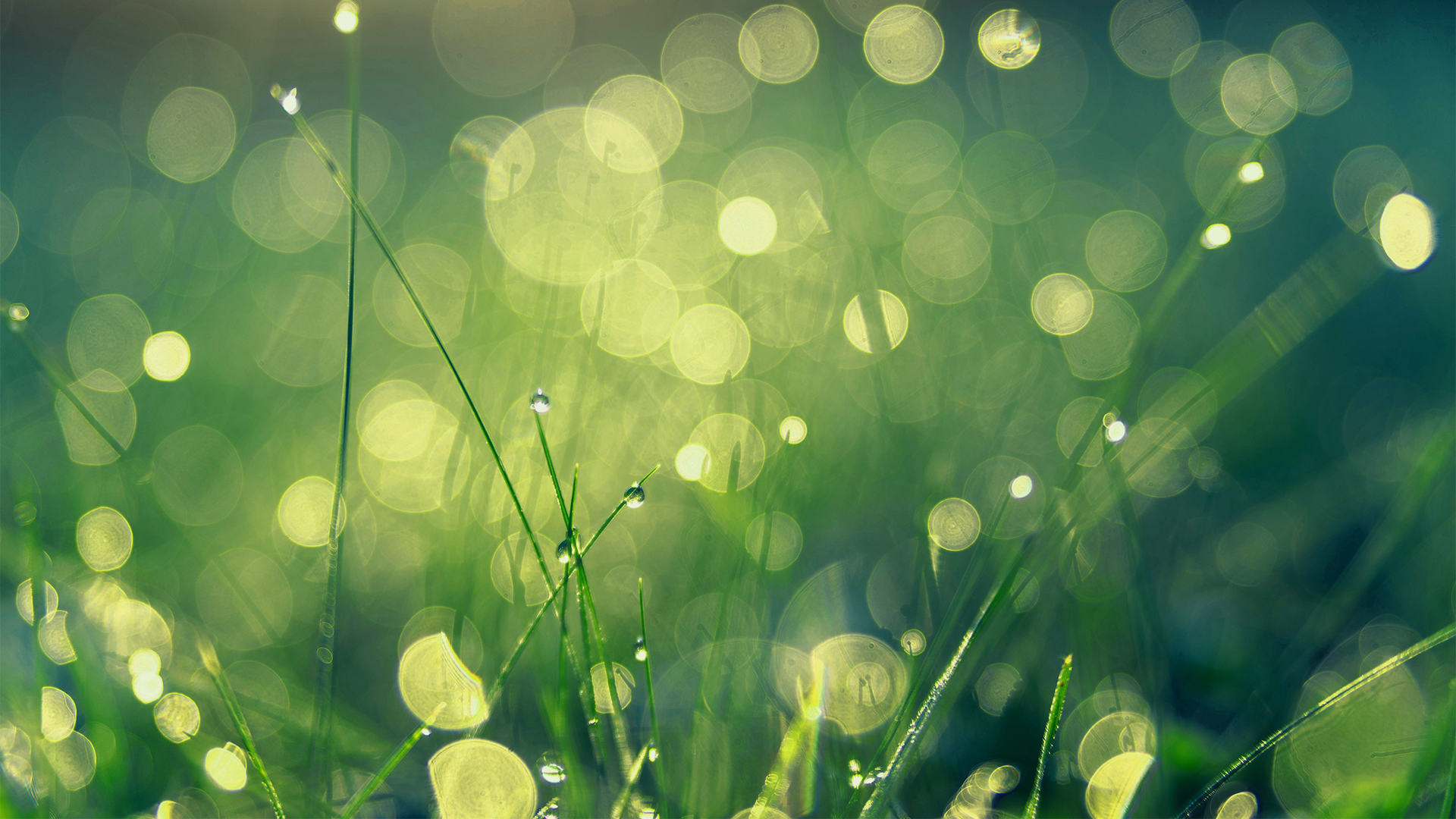 2026-0619 Deco Green Relaunch BG.png