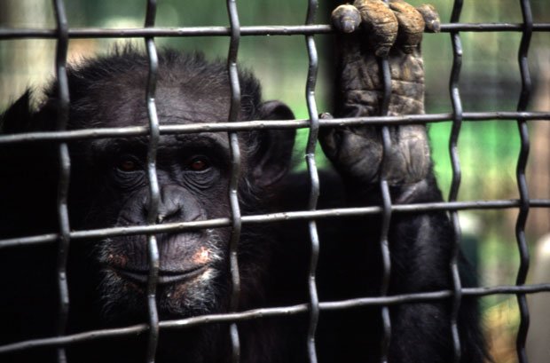chimpanzees.jpg