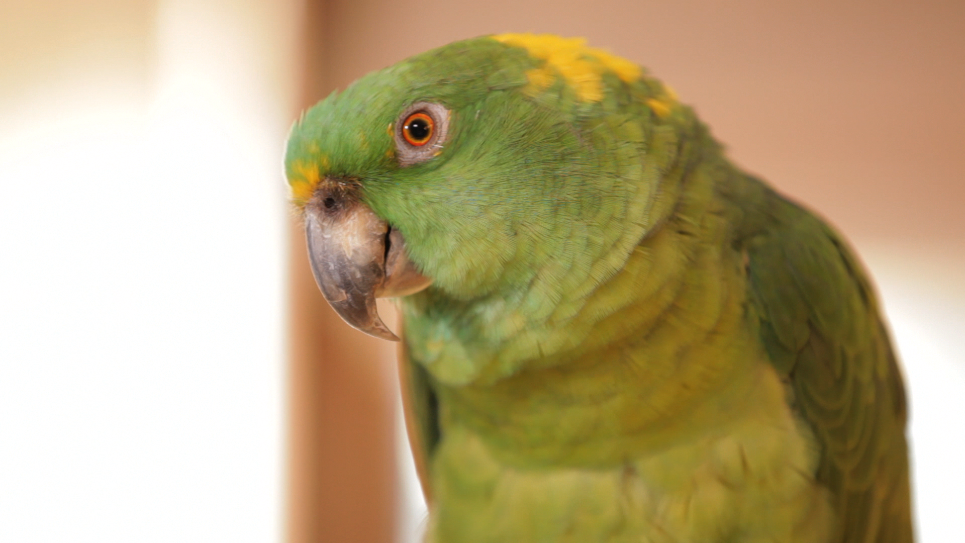 Basil 8.png