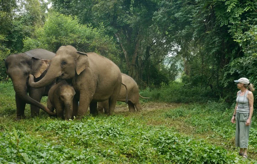Elephants.jpg