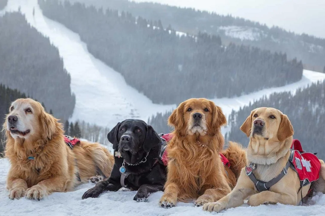 SearchDogs.jpg