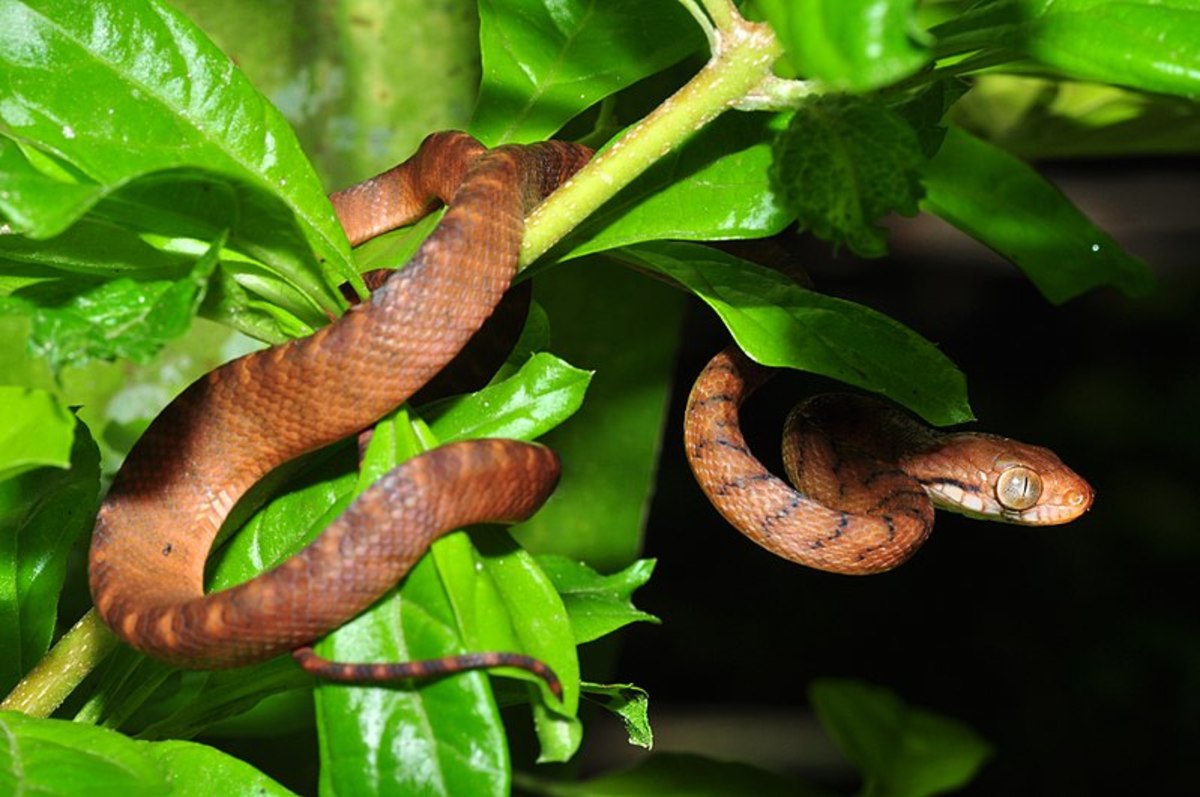 snakey-snake.jpg