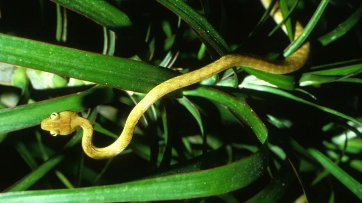 browntreesnakes.jpg