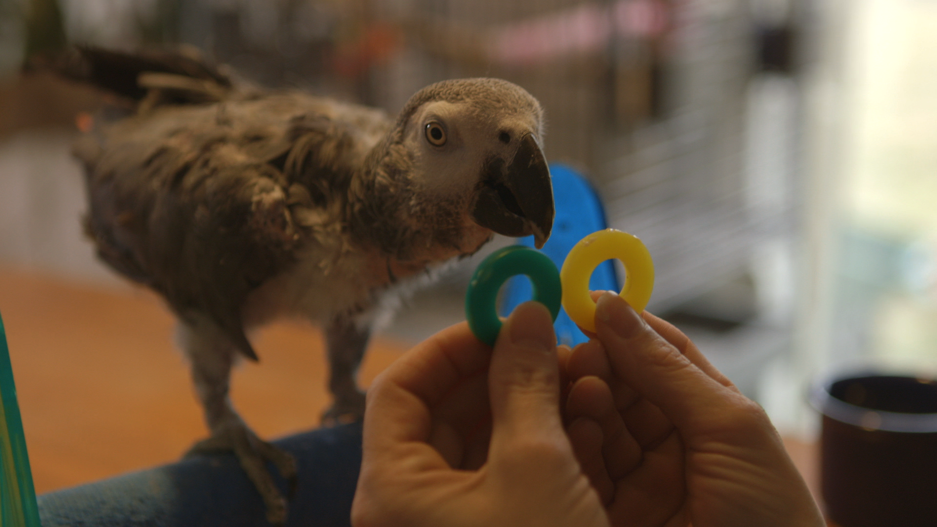 Fagan from Parrot Confidential, ArgoFilms.png