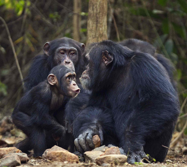 chimpanzee 2.png