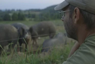 Over-Bs-shoulder-watches-pigs-_-e1441814805518.jpg