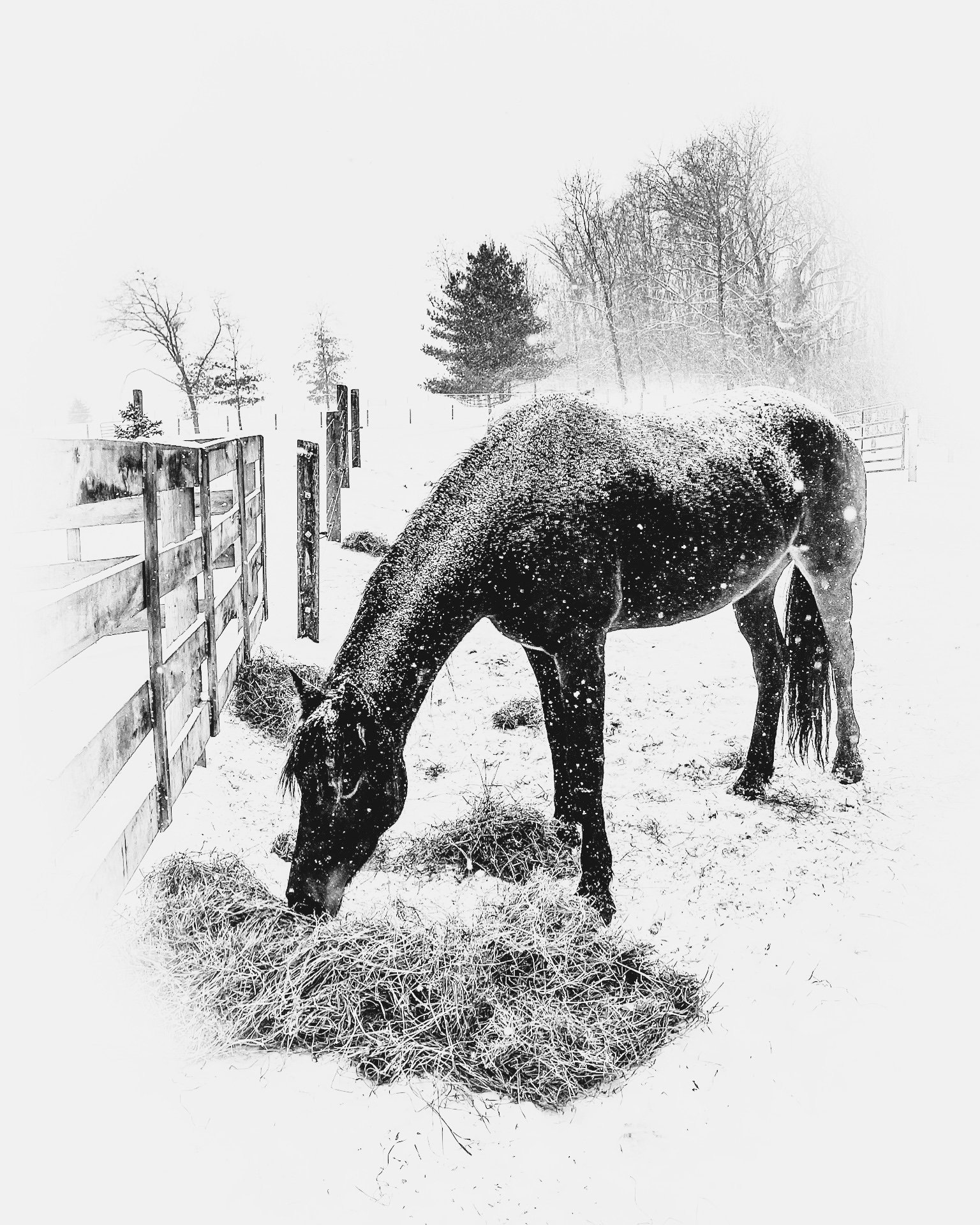 Horse in snow.jpeg