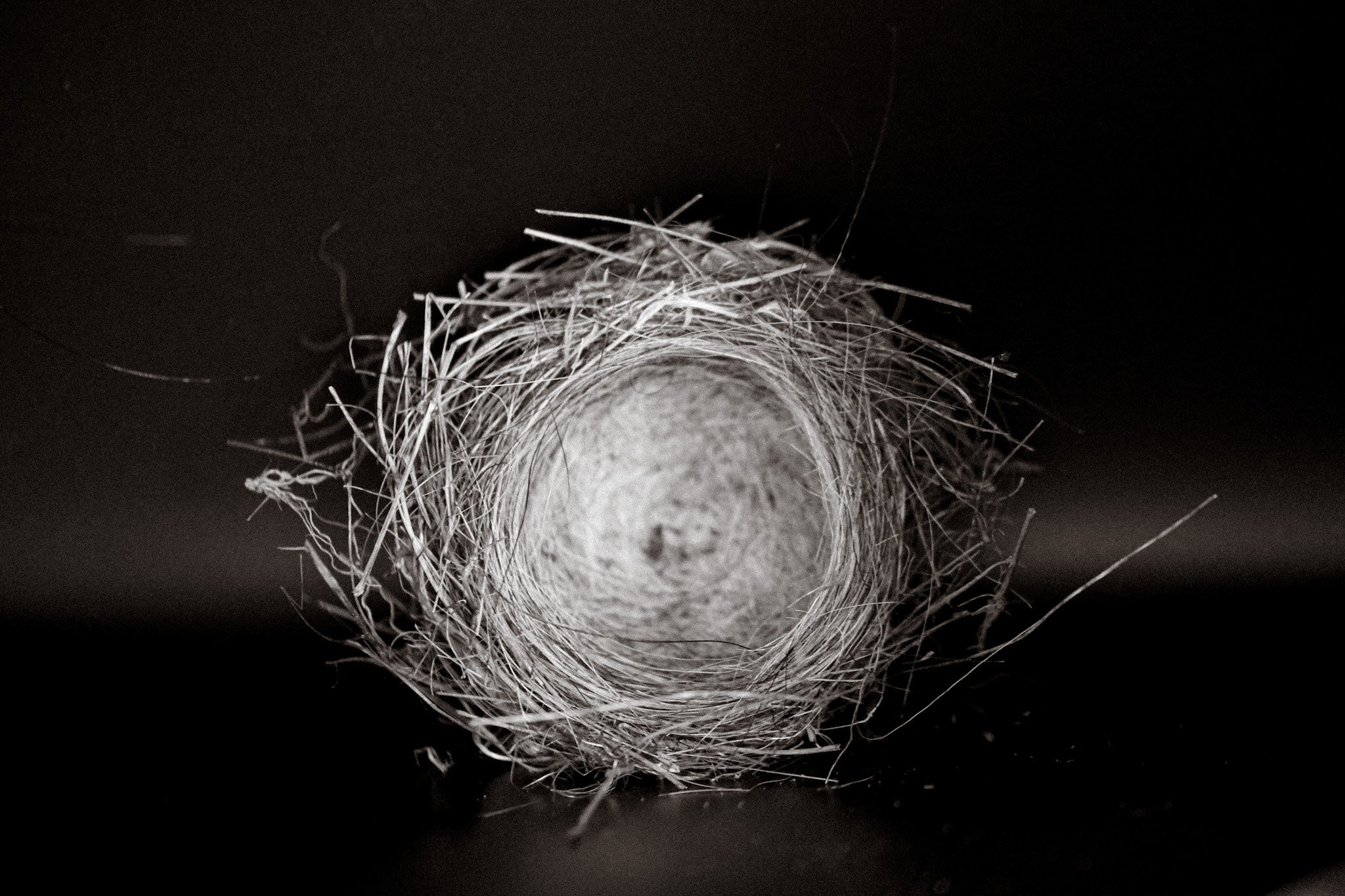 Study of a birds nest.jpeg