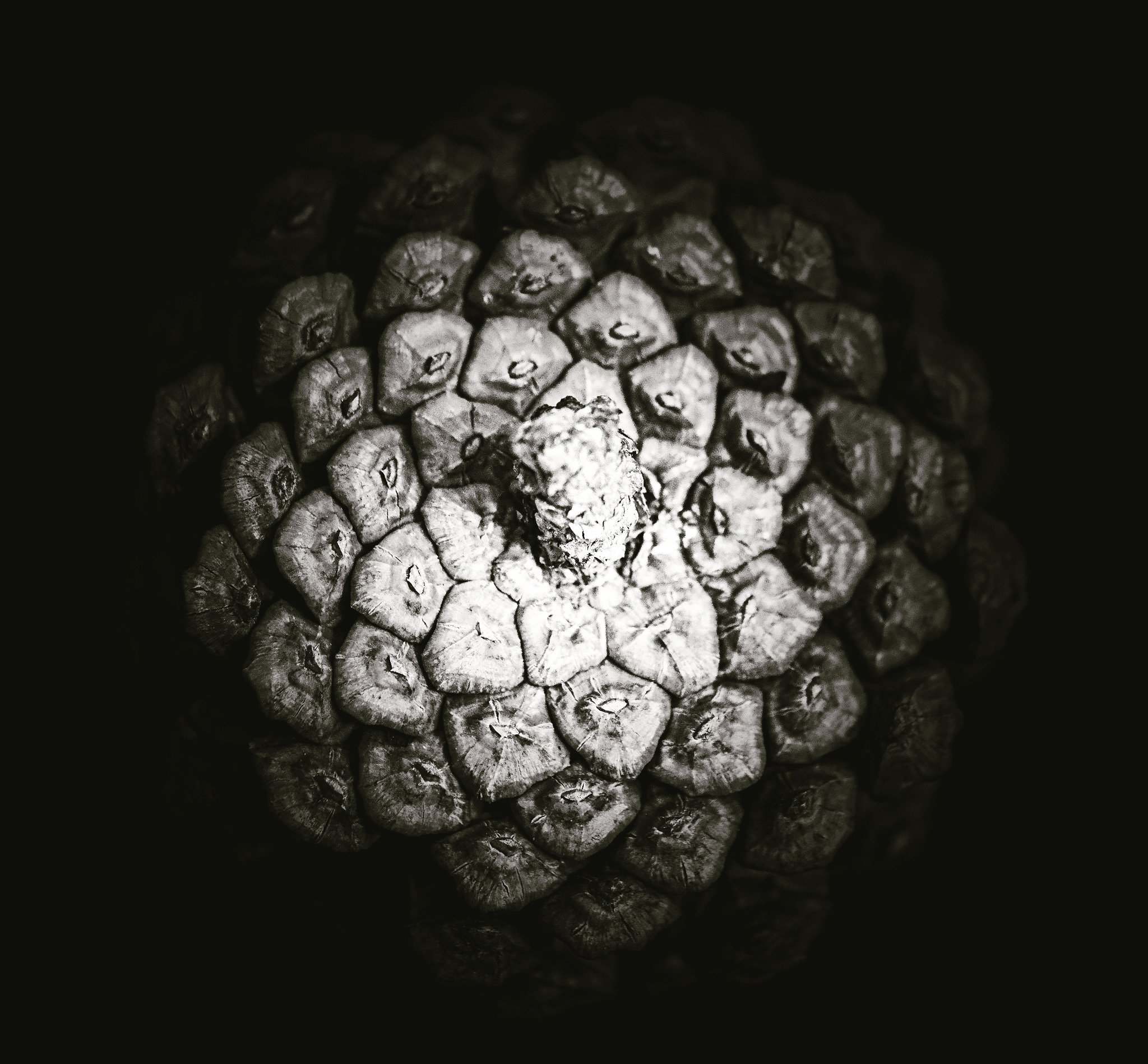 Study of a pinecone.jpeg