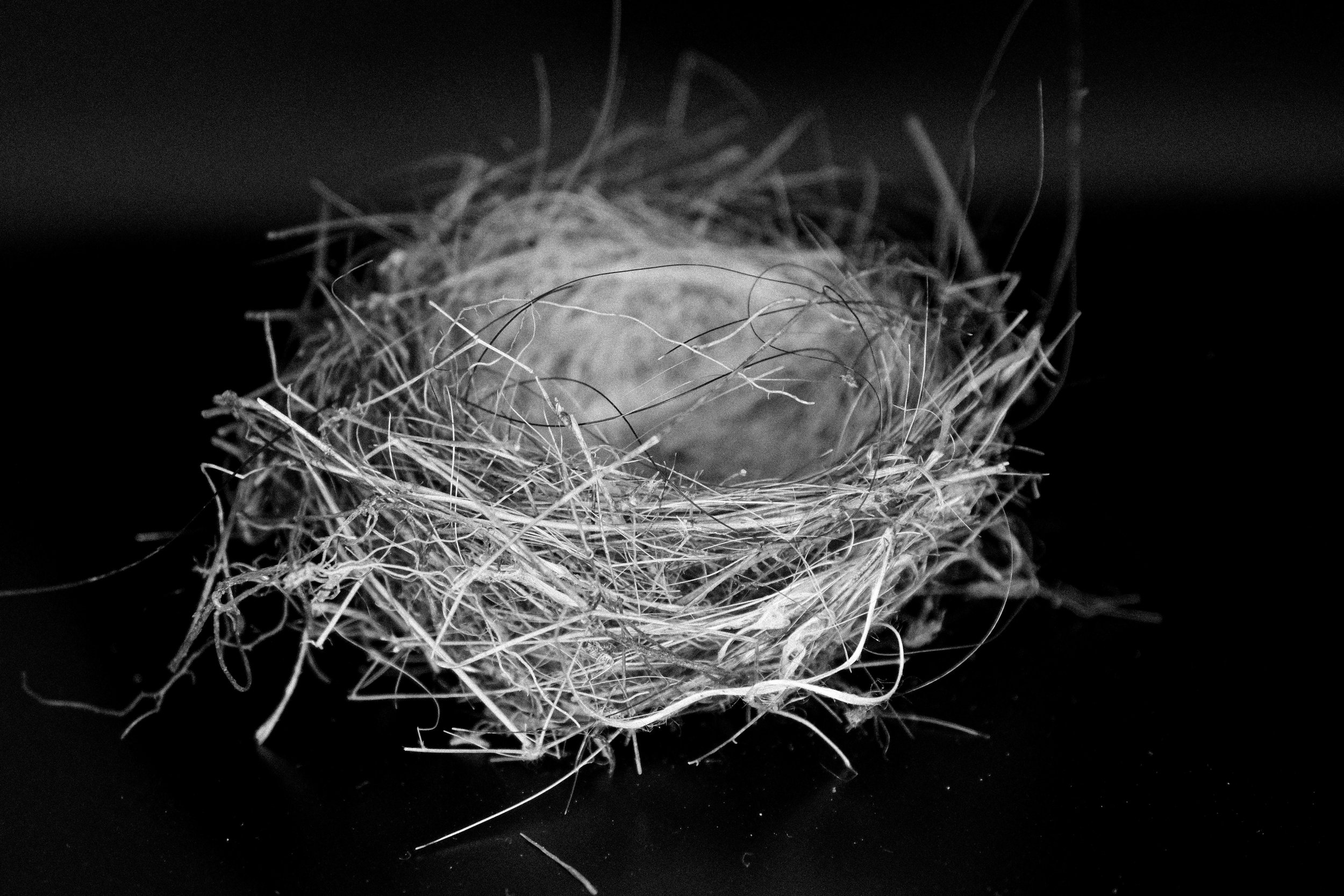 Study of a birds nest 2.jpeg