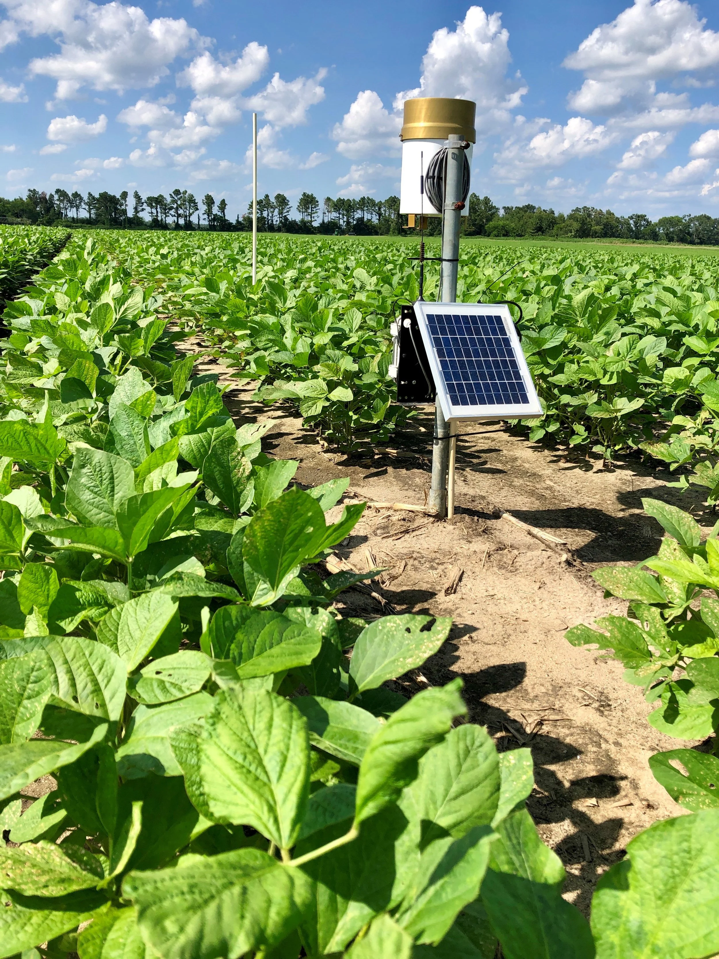 sms in soybeans.jpg