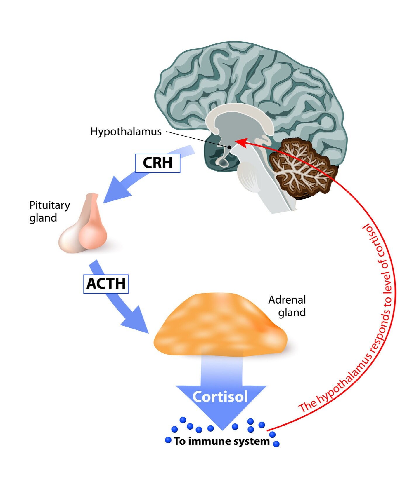chandramd-hpa-axis-stress-anxiety-response-brain-system-hypothalamus-pituitary-adrenal