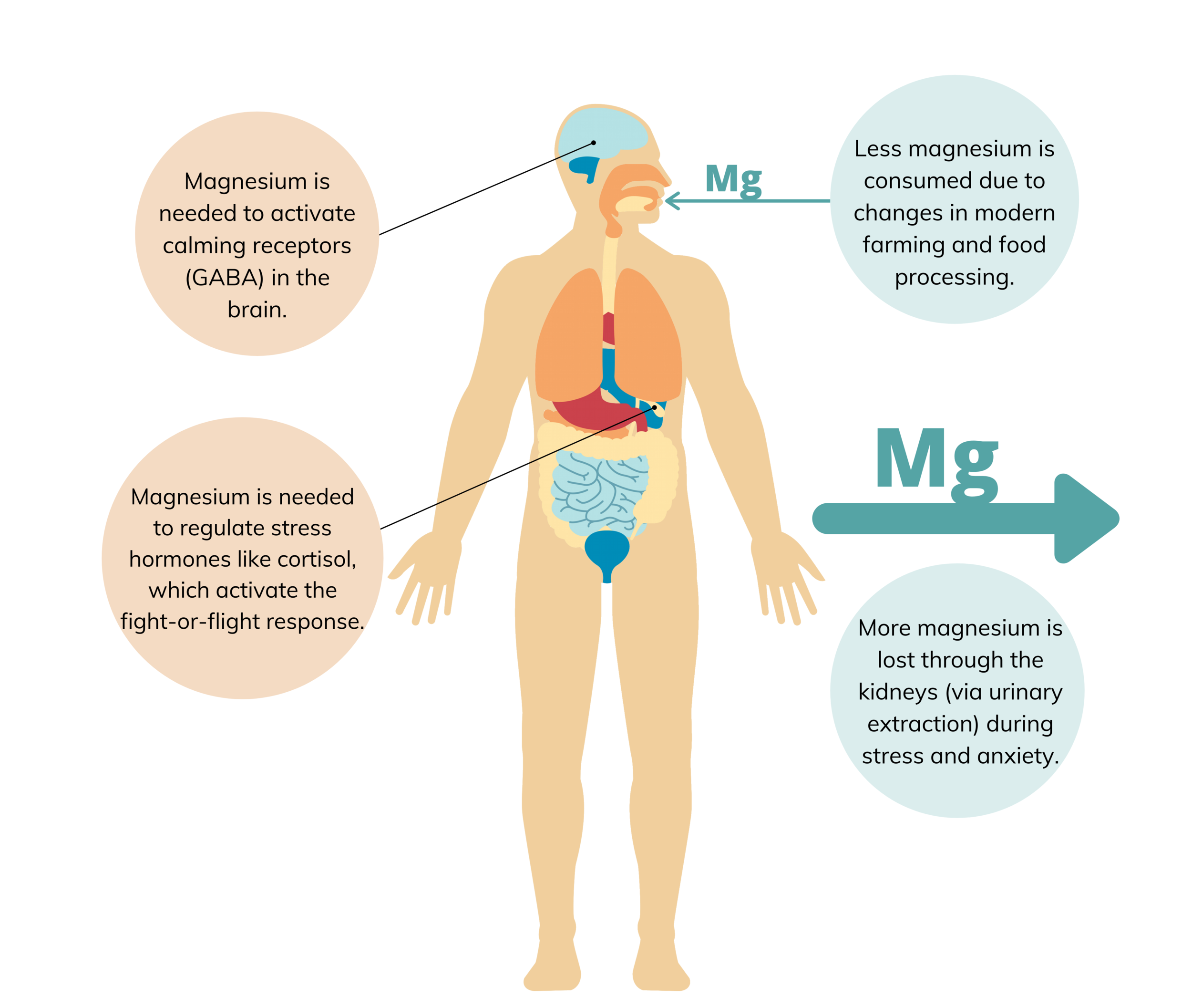 How modern day food cultivation &amp; processing can set us up for magnesium deficiency and its other effects