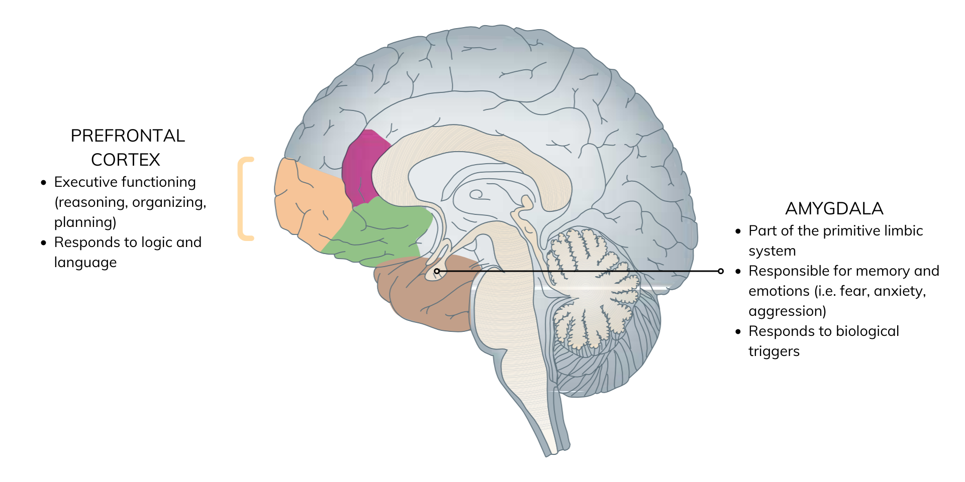 chandramd-trauma-brain-neurofeedback